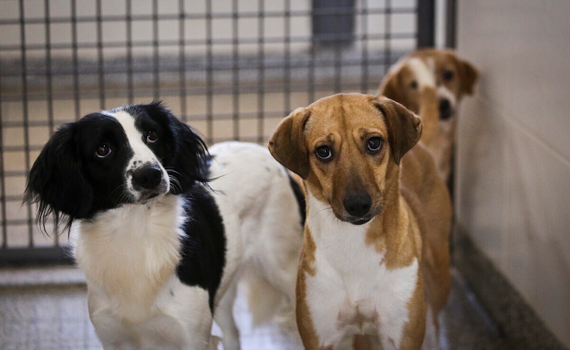 Vamos adotar um bichinho de estimação?