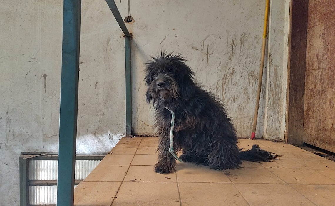 Brasília Ambiental em ação contra maus-tratos de animais