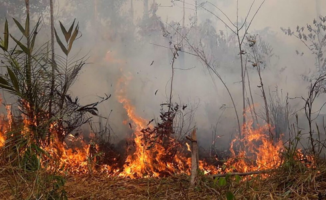 OMM destaca estudo sobre declínio na captura de carbono na Amazônia