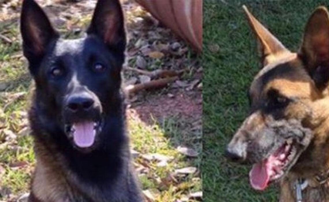 Cães de detecção obtidos por meio de TAC com MPDFT entram em atividade