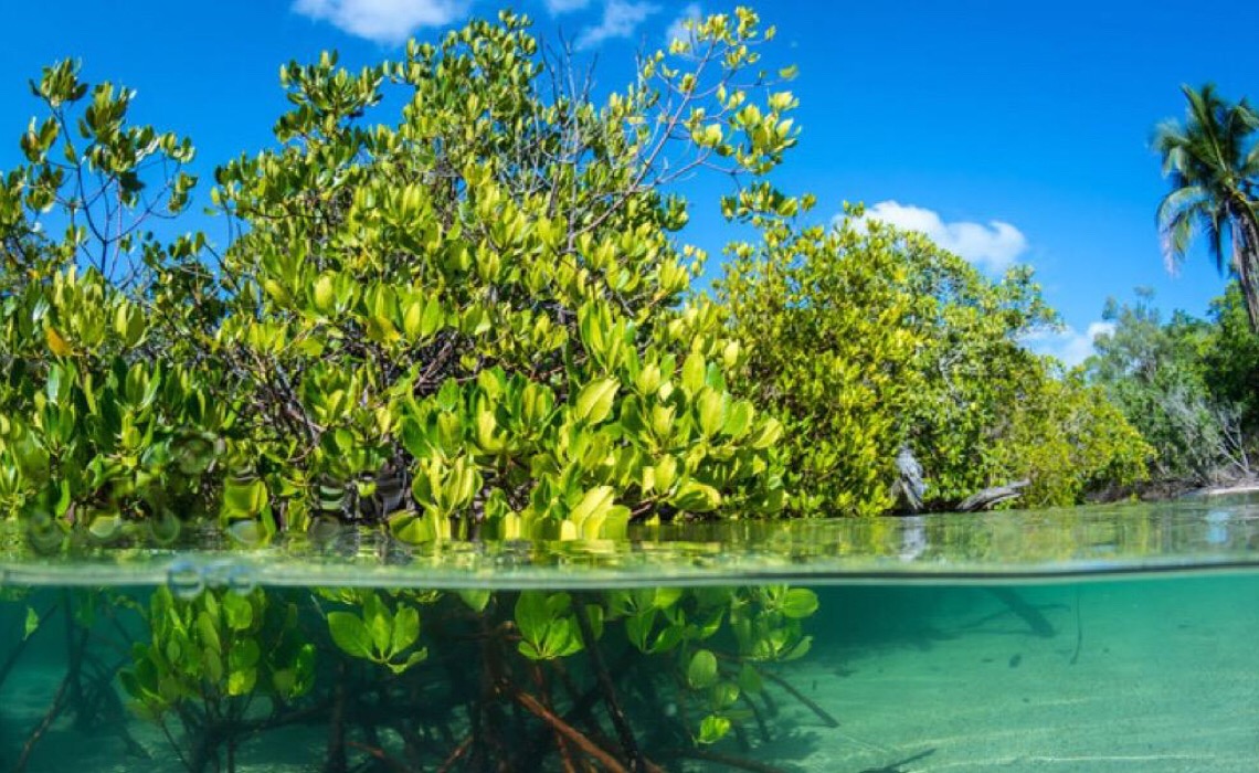 Manguezais absorvem até cinco vezes mais CO2, mas desaparecem com rapidez