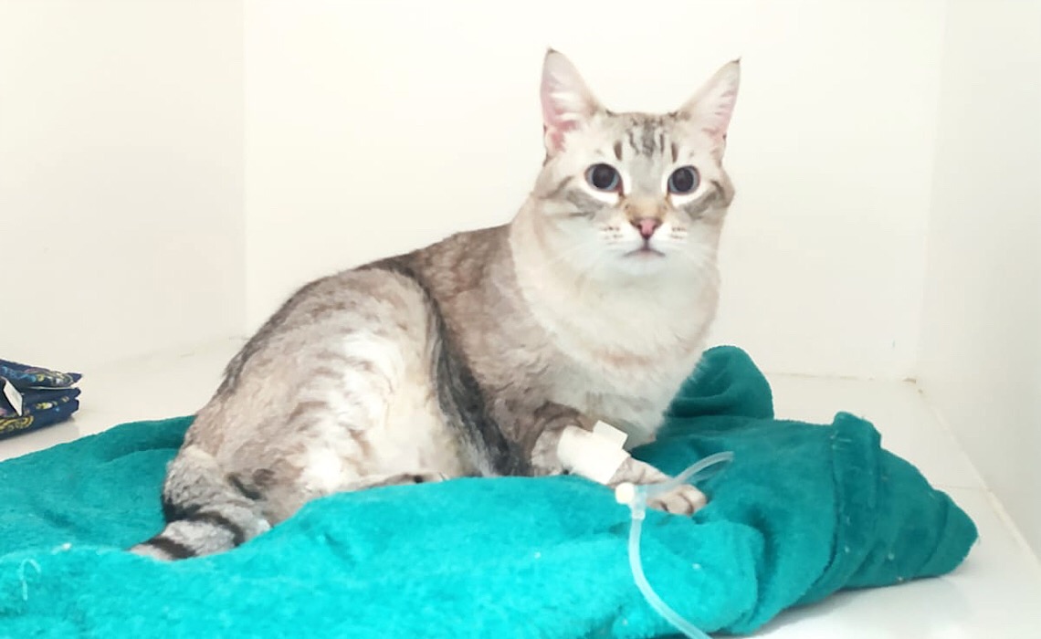 Tutores aprovam o agendamento eletrônico do Hospital Veterinário de Brasília