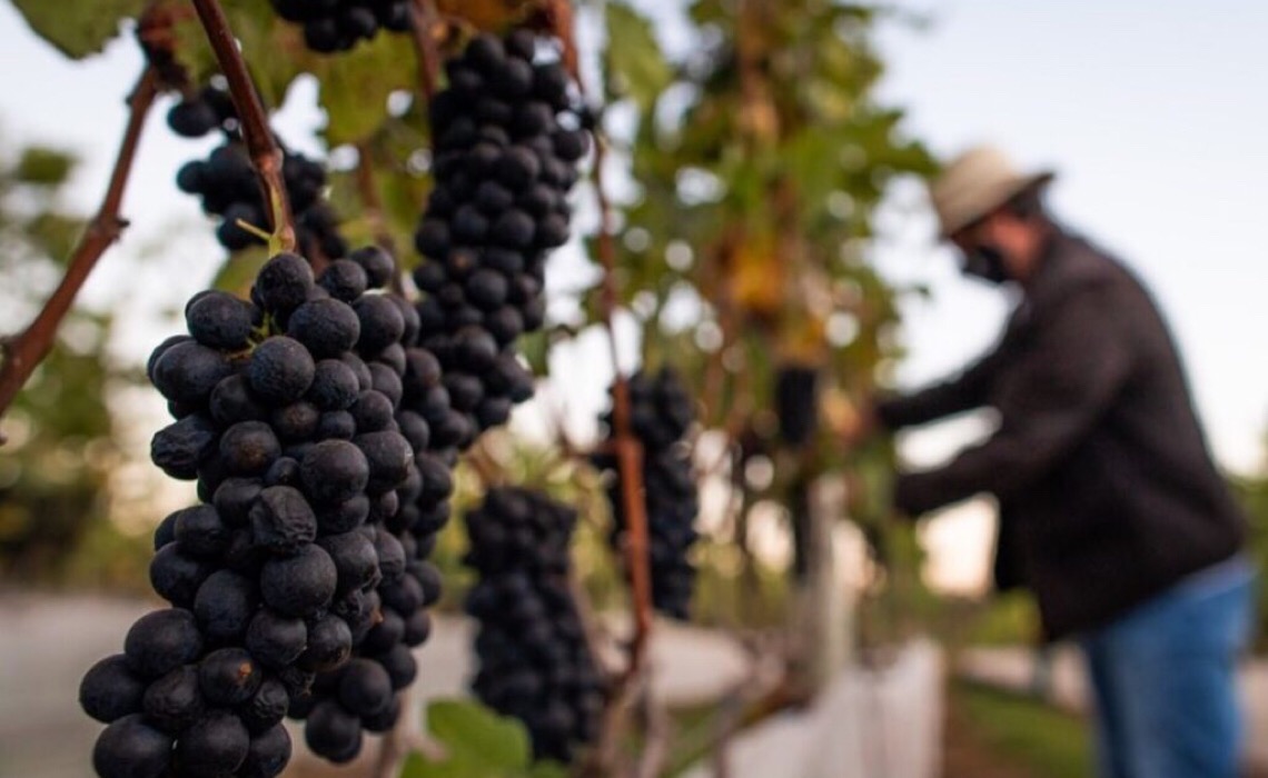Feira da Uva e do Vinho começa nesta sexta-feira em Planaltina