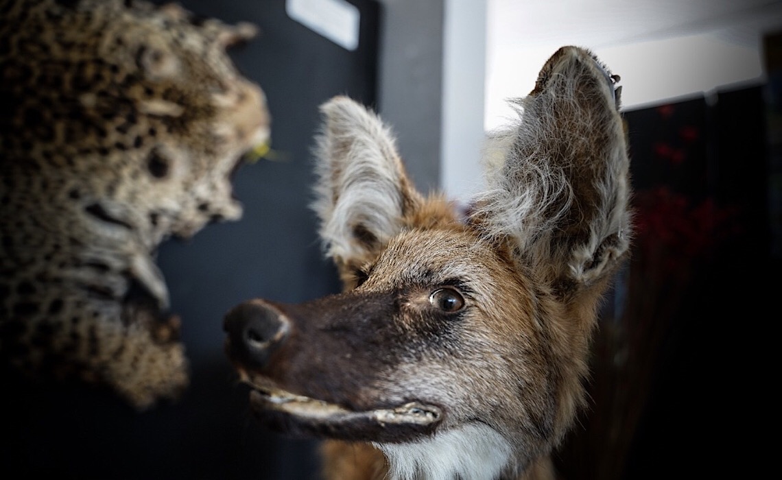 Educação ambiental no Distrito Federal é tema de mostra em cartaz na Casa de Chá