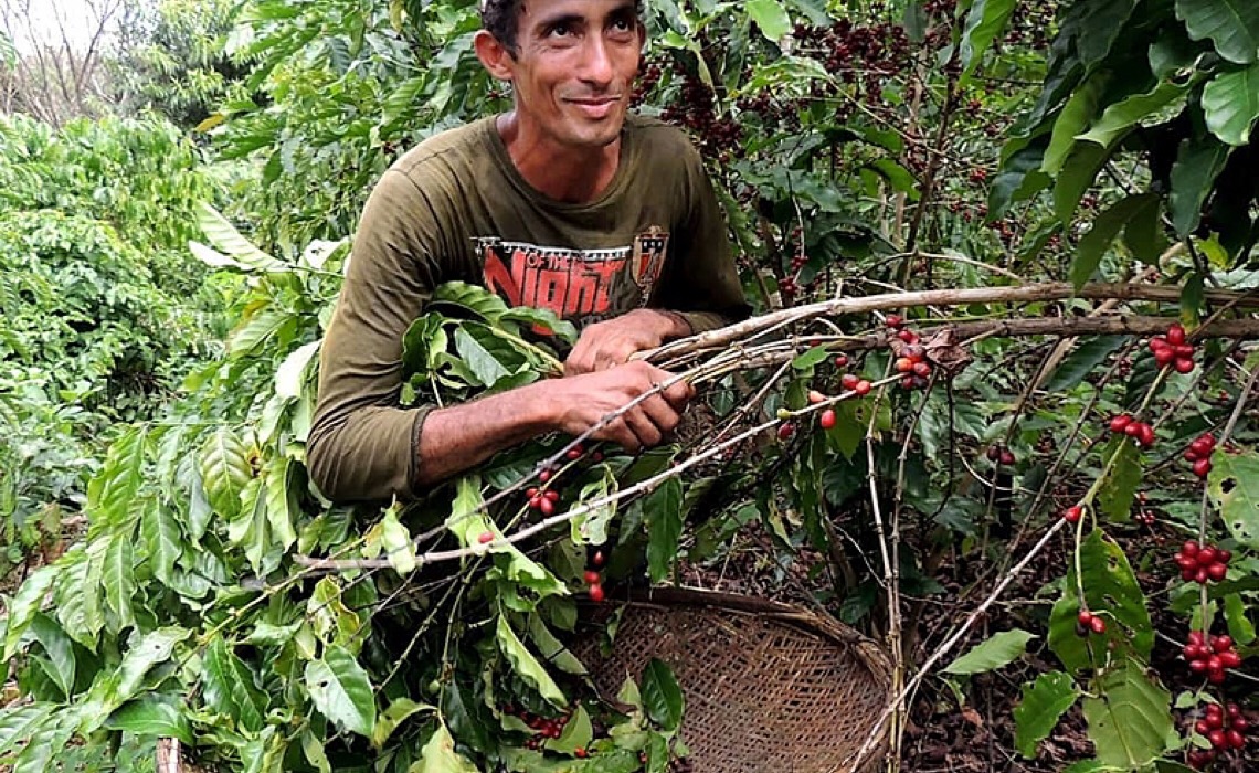 Café Apuí Agroflorestal: O primeiro café sustentável da Amazônia Brasileira