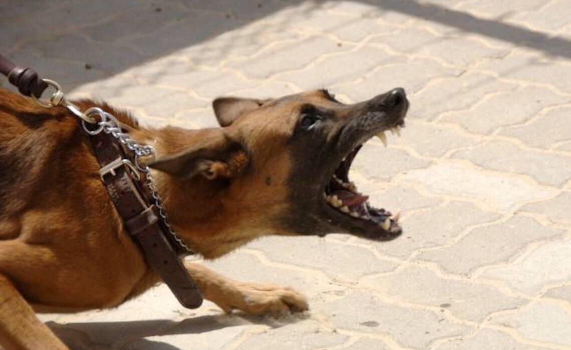 Proprietário de animal deve indenizar criança que sofreu ataque