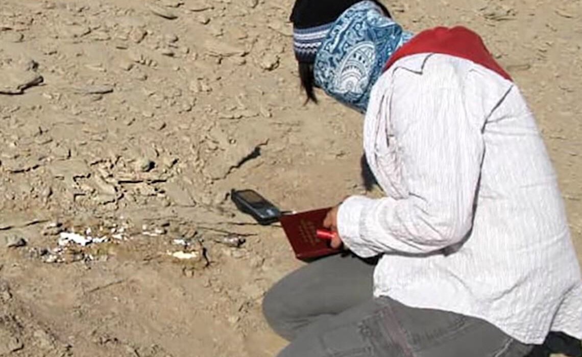 Cientistas descobrem duas novas espécies de dinossauro na China