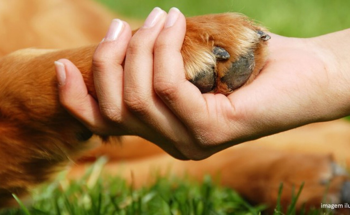 Dono de cão que morreu devido a cruzamento inapropriado deve ser indenizado