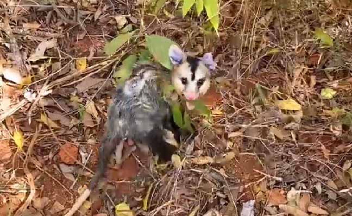 Em Brasília, tempo seco estimula animais silvestres saírem do seu habitat