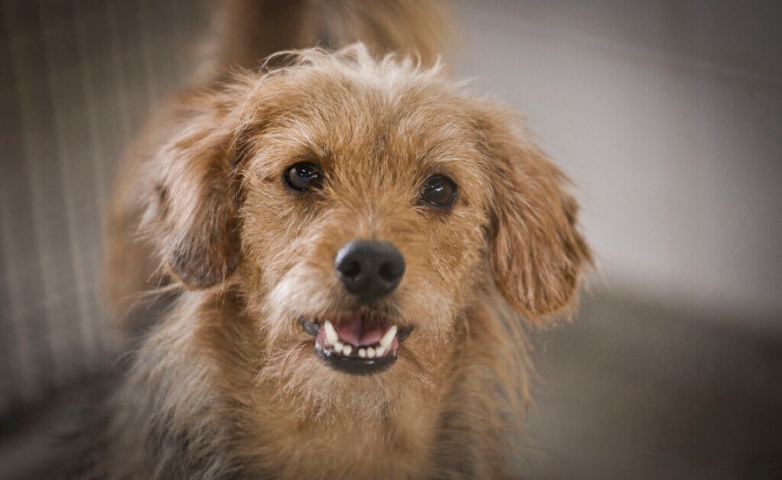 Abra seu lar e coração para adotar cães e gatos da Zoonoses