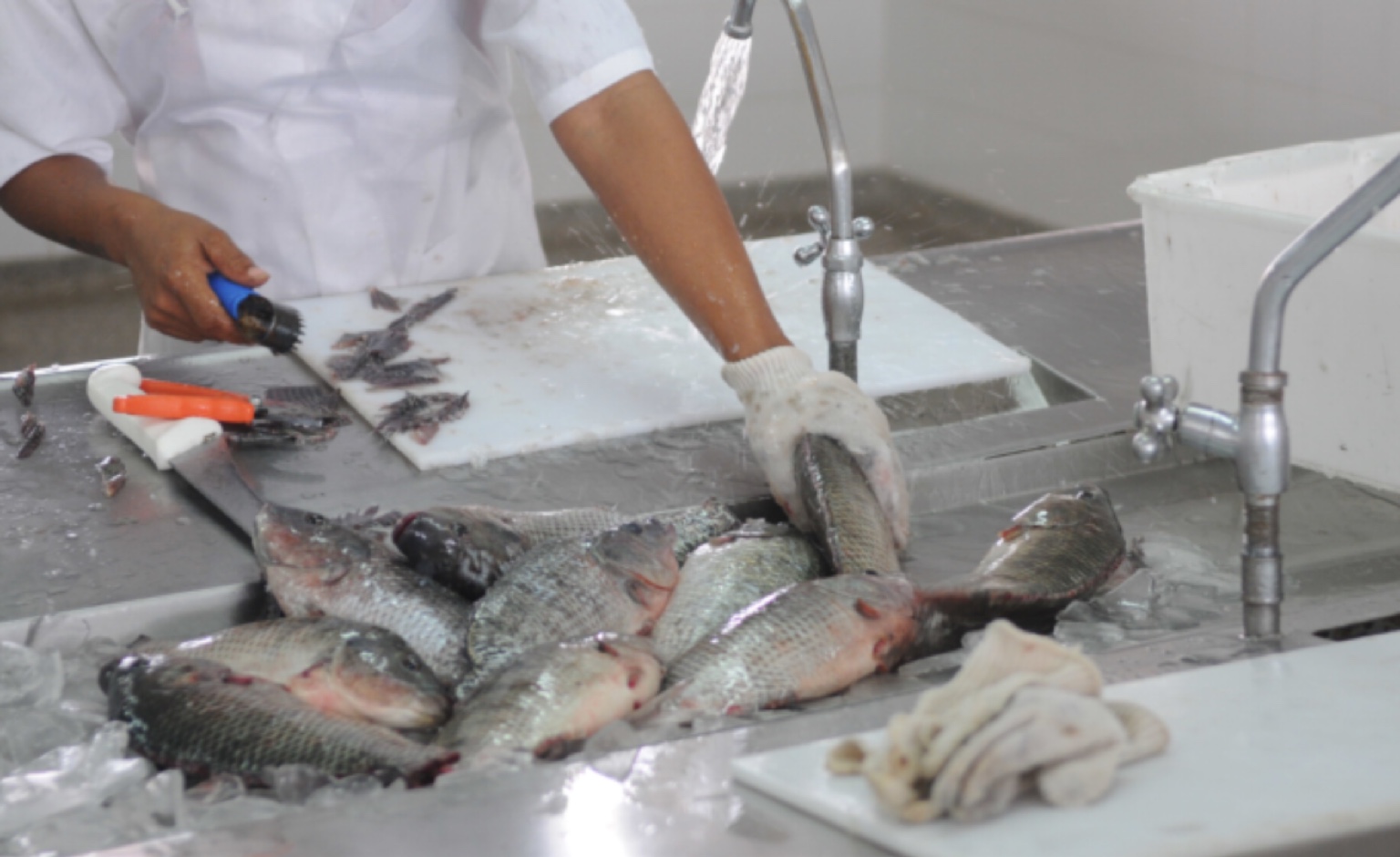 Benefícios do consumo de peixes para a saúde