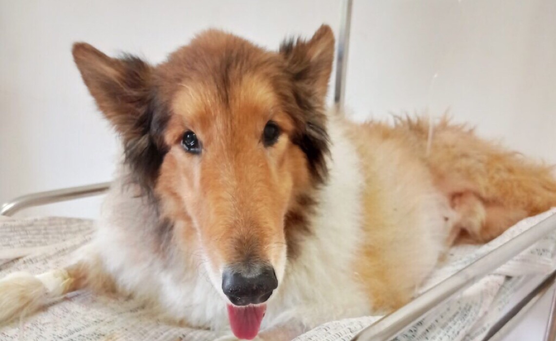 Sai o resultado da 4ª Campanha de Castração no DF