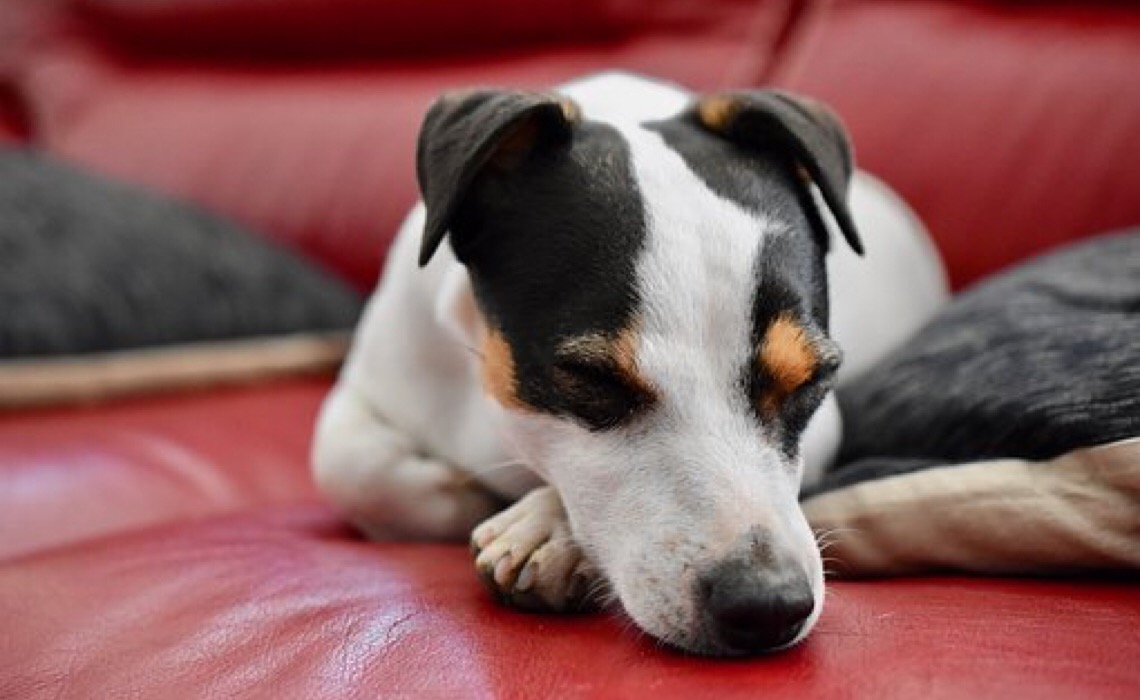 Maior presença de pets em casa reforça a atenção com móveis e estofado