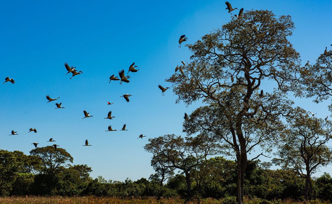 Seca histórica no Pantanal provoca maior vazante em 121 anos