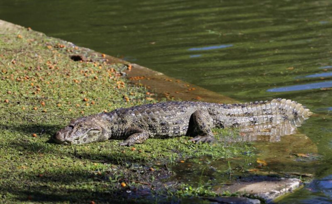 Ação salva 70 jacarés que disputavam poça no Pantanal