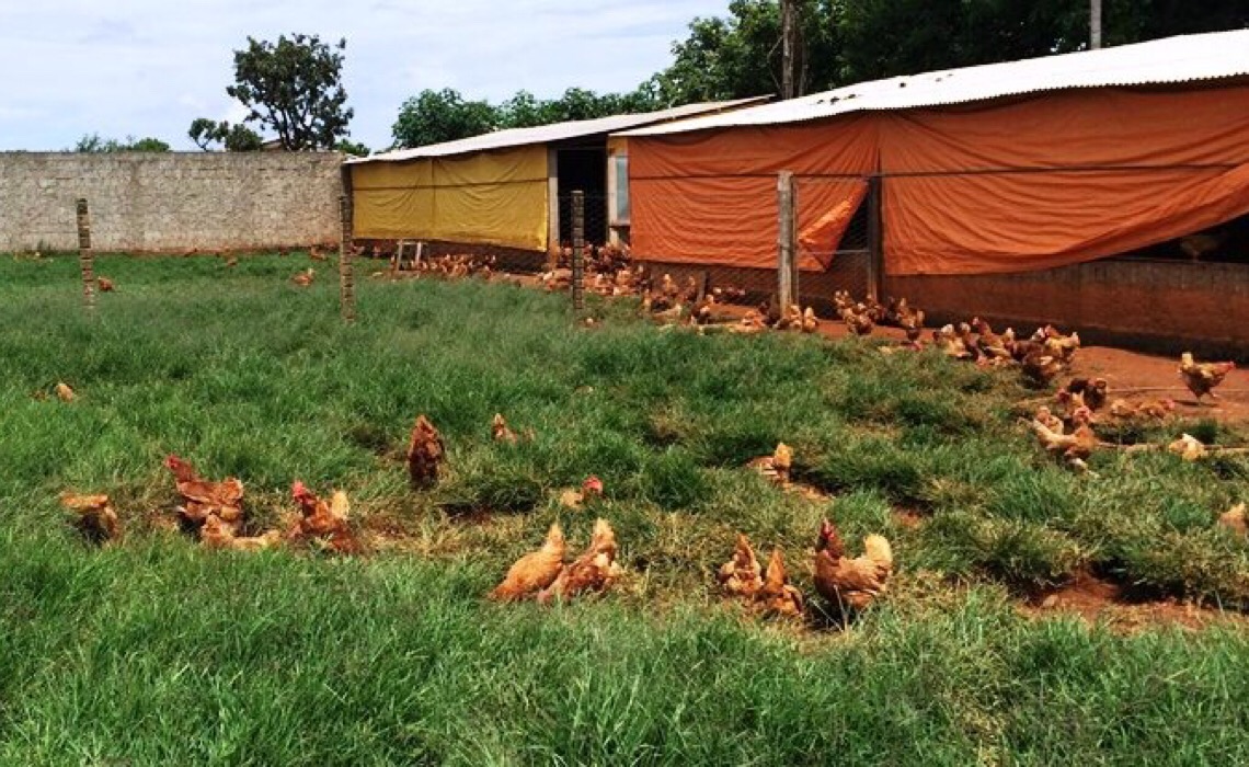 Cresce 180% número de produtores da avicultura
