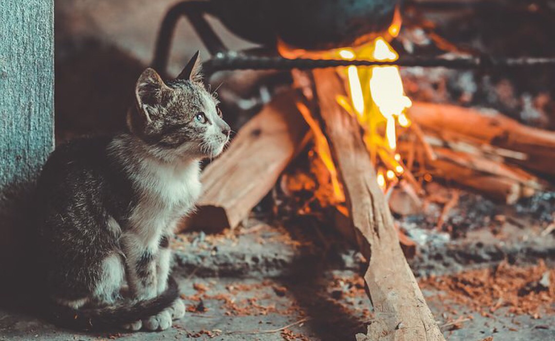 Brasileiro já usa mais lenha do que gás na cozinha