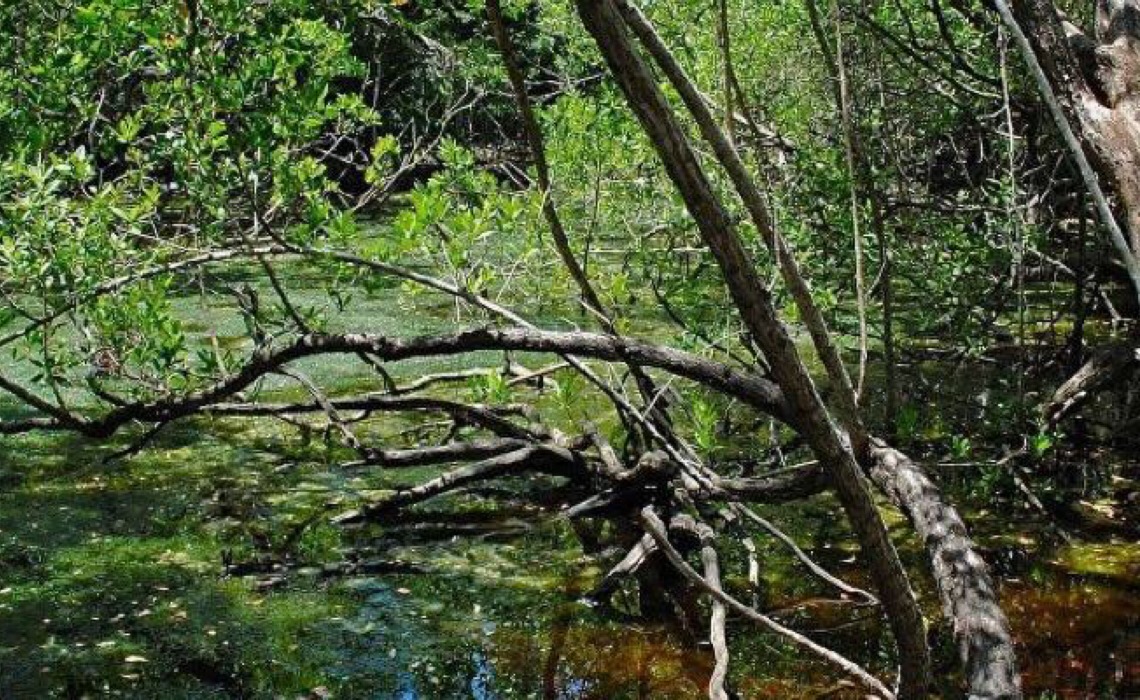 Manguezal de mais de 120 mil anos descoberto no México