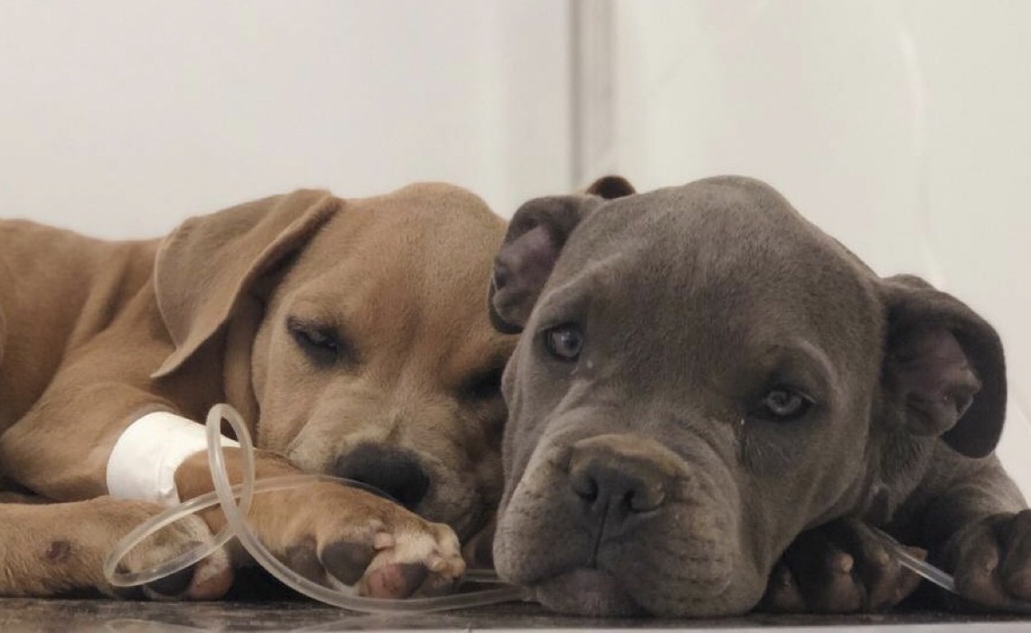 Vacinação gratuita para cães e gatos, nesta sexta-feira