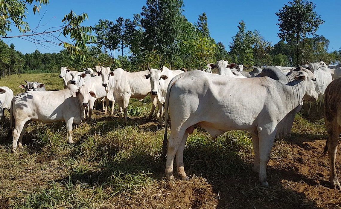 Dia da Pecuária reforça importância do setor para o DF