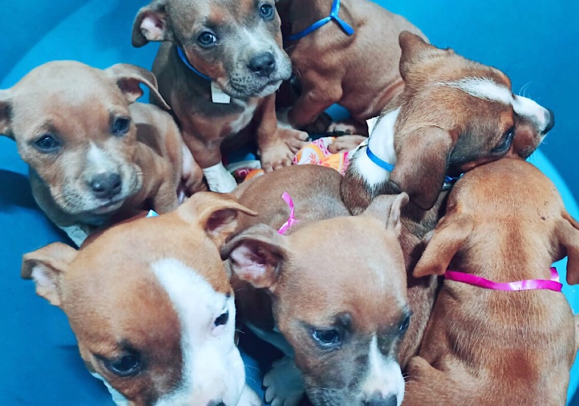 Ativista norte-americana resgata 27 cachorros de avião que seriam sacrificados