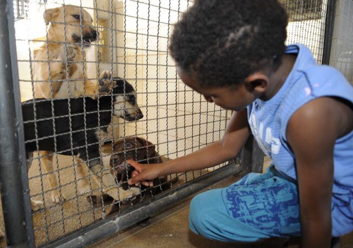 Publicada lei que proíbe sacrifício de animais pelas zoonoses