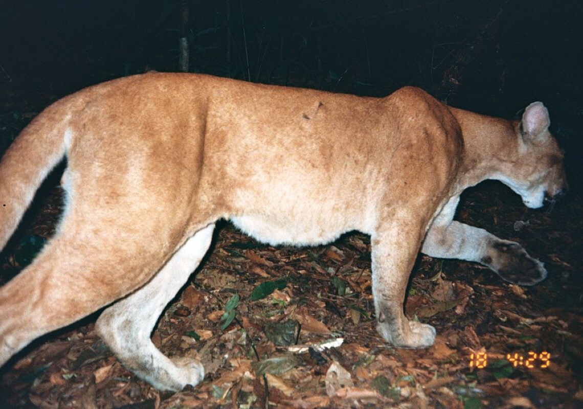 Pesquisadores confirmam presença de onça-parda na zona oeste do Rio