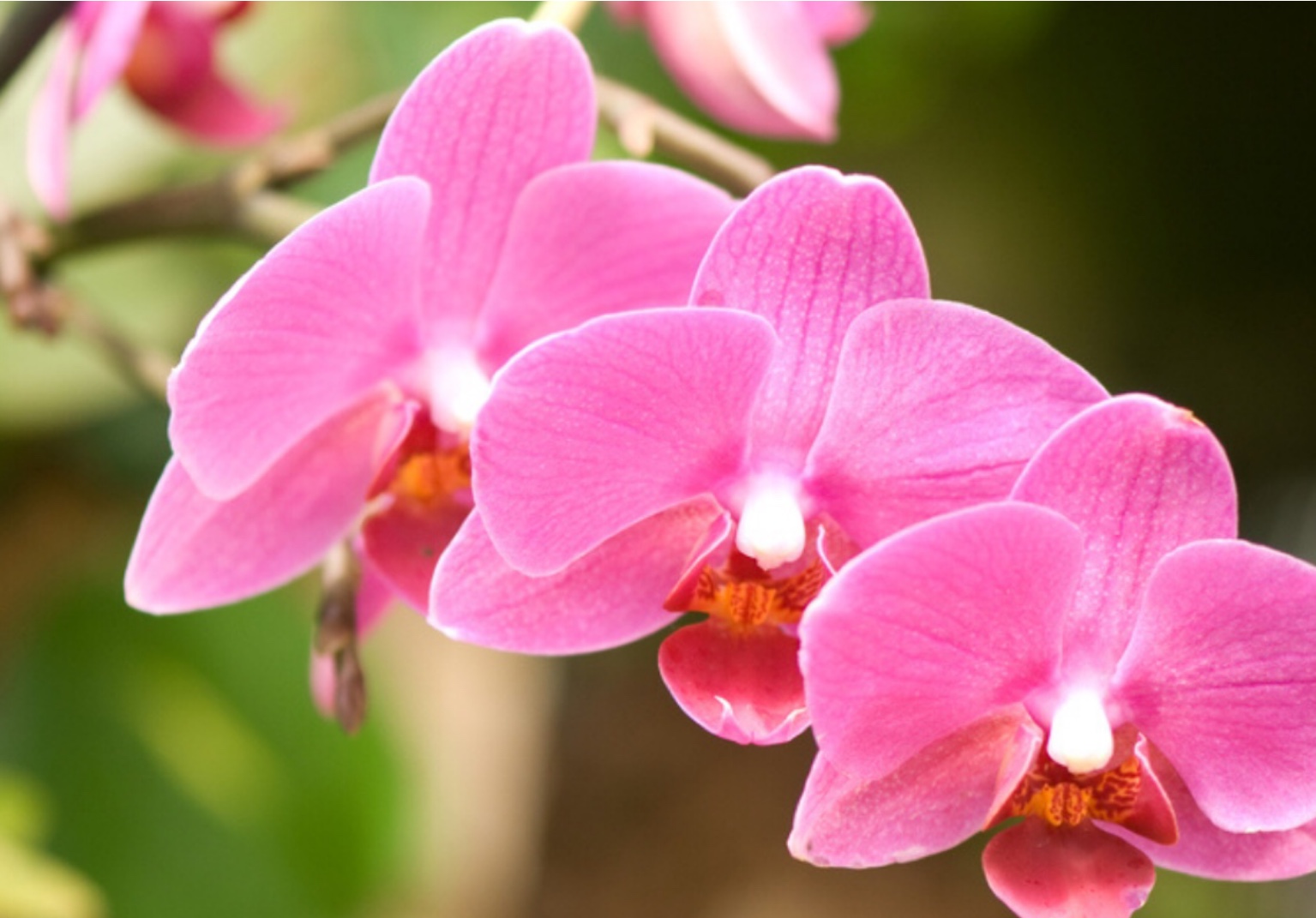 Jardim Botânico de Brasília realizará 2ª Feira de Orquídeas de 2021