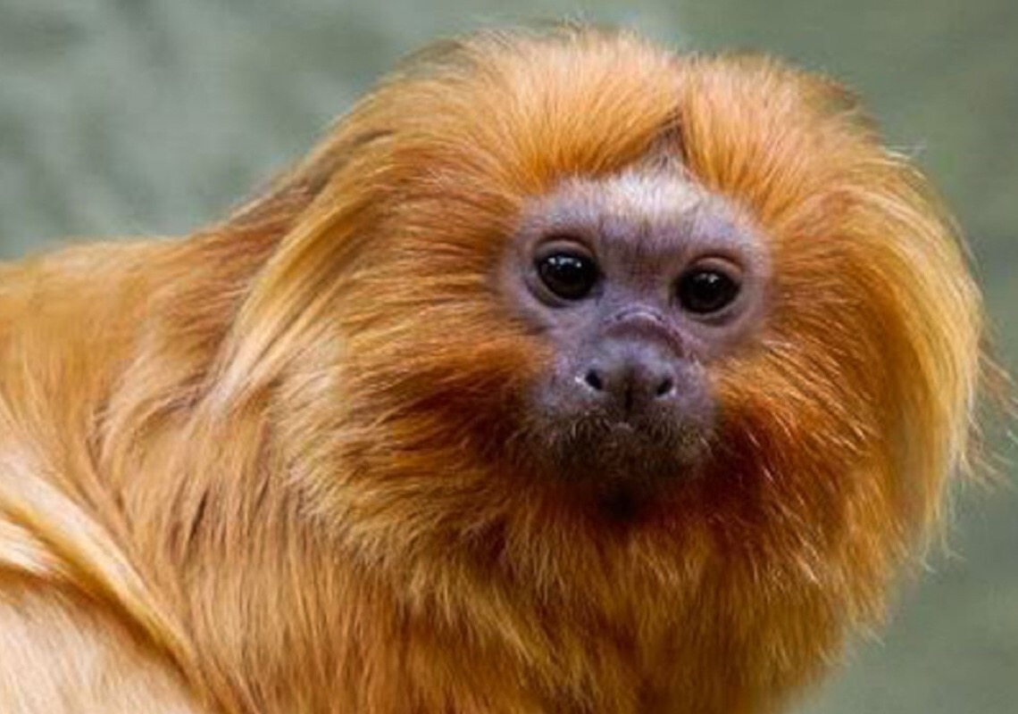 PF faz operação para coibir venda ilegal de animais silvestres em SP