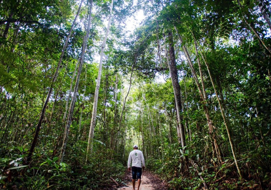 Dez florestas protegidas liberam mais carbono do que absorvem