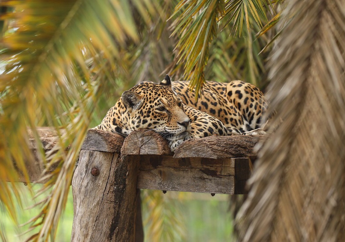 No Jardim Zoológico de Brasília, animais têm durante todo o ano prevenção contra câncer de mama