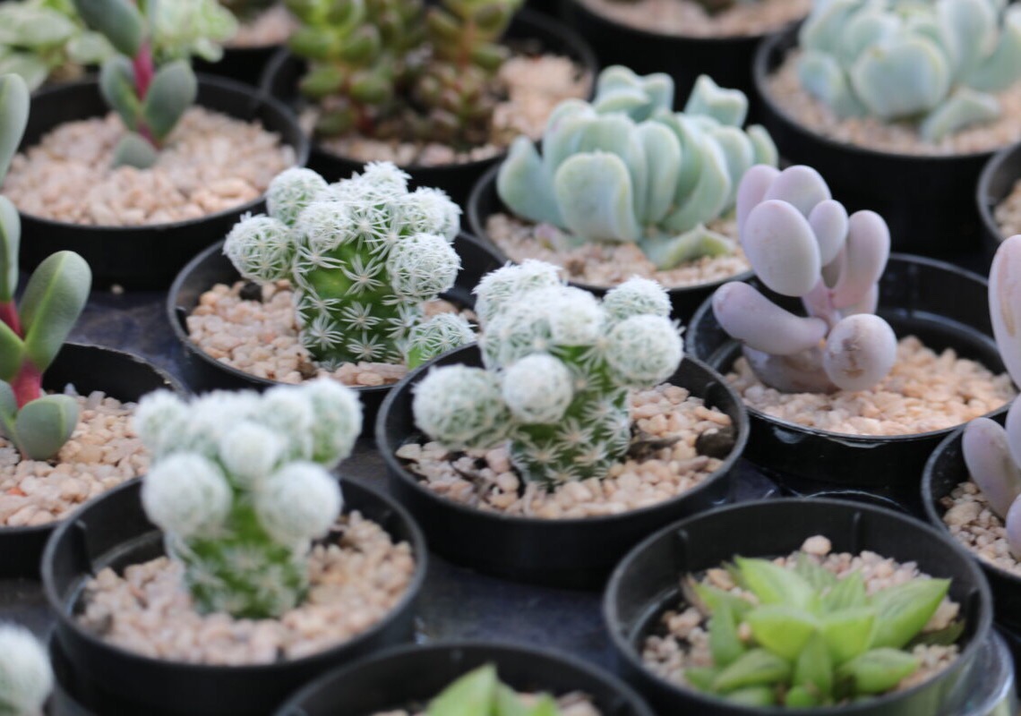 Produtores do Circuito Rajadinha promovem oficinas de pequenos jardins