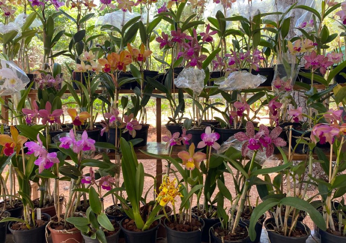 2ª Feira de Orquídeas de 2021 movimenta Jardim Botânico de Brasília