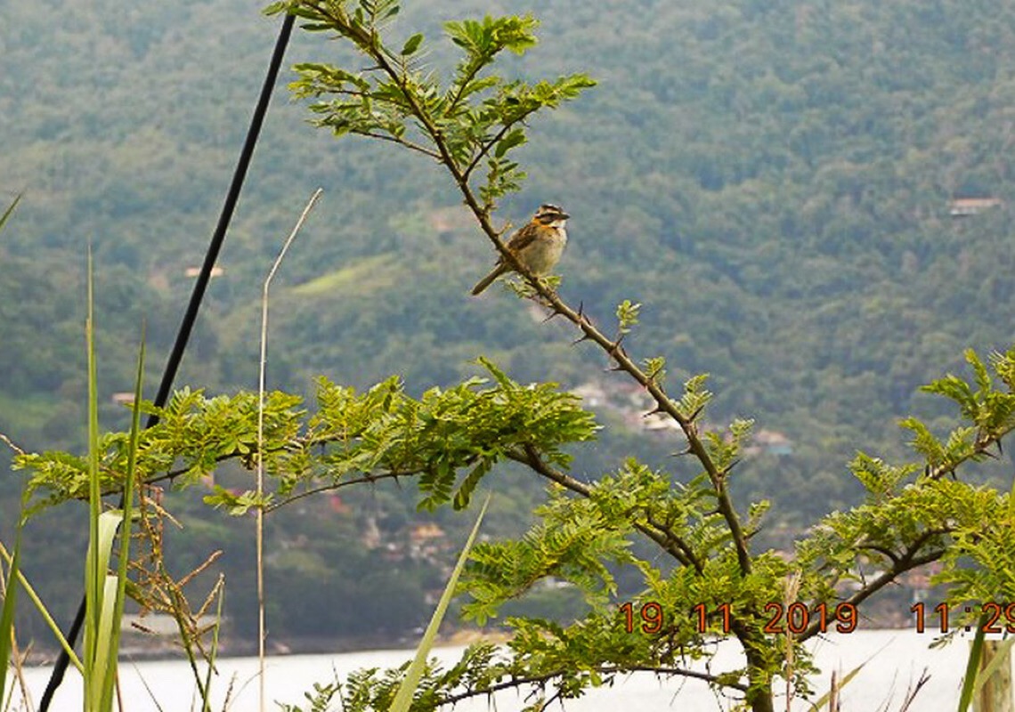 Na COP26, Rio de Janeiro promete, cobertura de Mata Atlântica em 40% do estado em 2050