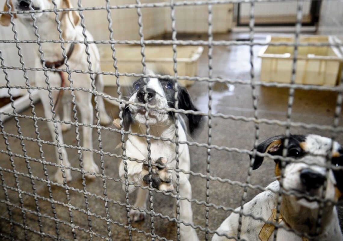 Animais são resgatados em feira clandestina em São Paulo