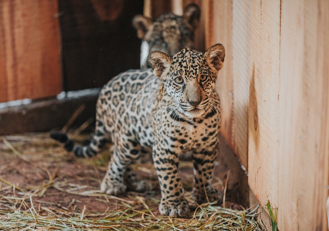 Zoo de Brasilia promove votação de nome para filhotes de onça-pintada