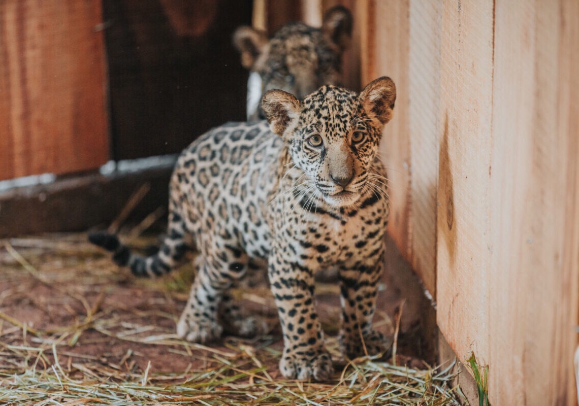 George e Peter são as oncinhas do Jardim Zoológico de Brasília