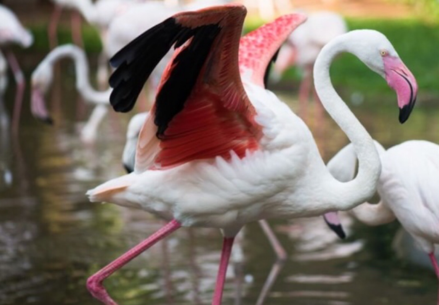 Ataque de onças mata 172 flamingos em parque de Foz do Iguaçu