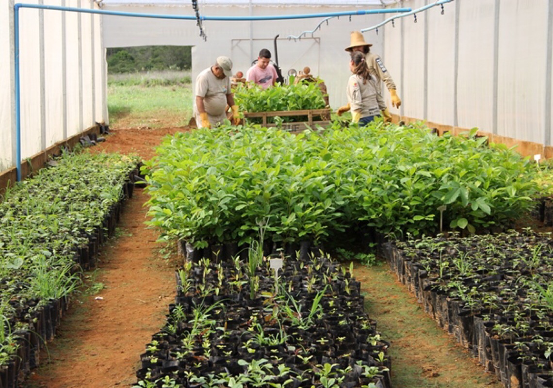Reflorestamento vai plantar mais de 3 mil mudas nativas em Águas Emendadas