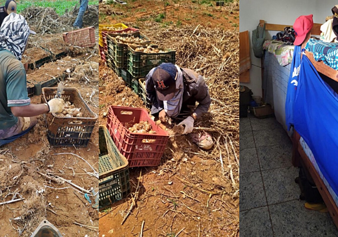 Fiscalização resgata 76 trabalhadores escravizados em fazenda de alho em Minas Gerais