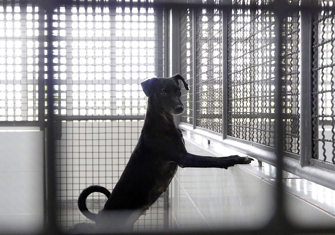 Quer adotar um pet? Na Zoonoses tem 25 cães e gatos a espera de um lar