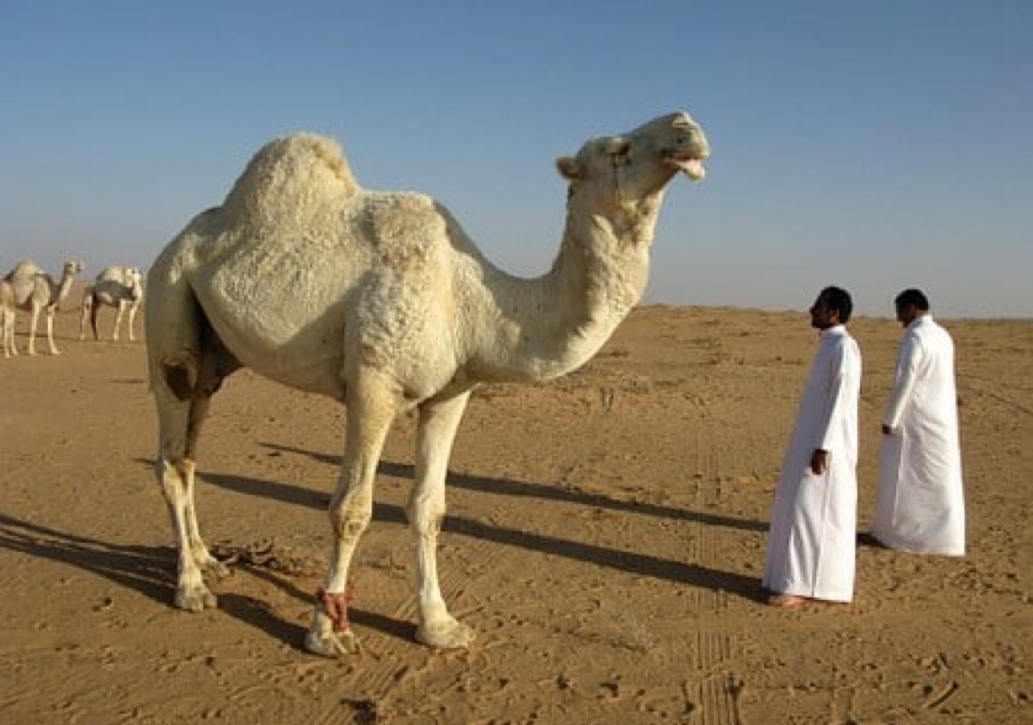 Arábia Saudita lança primeira cidade sem fins lucrativos