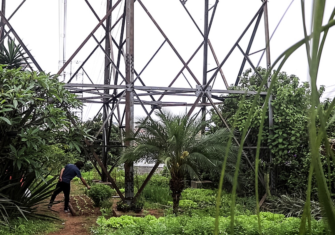 Em SP: Embaixo dos fios, hortas orgânicas brotam de terrenos abandonados e expandem agroecologia