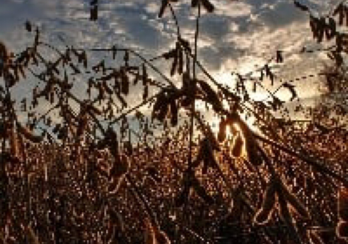 Necessidade crítica de um setor de commodities agrícolas resiliente para cumprir os compromissos da COP26