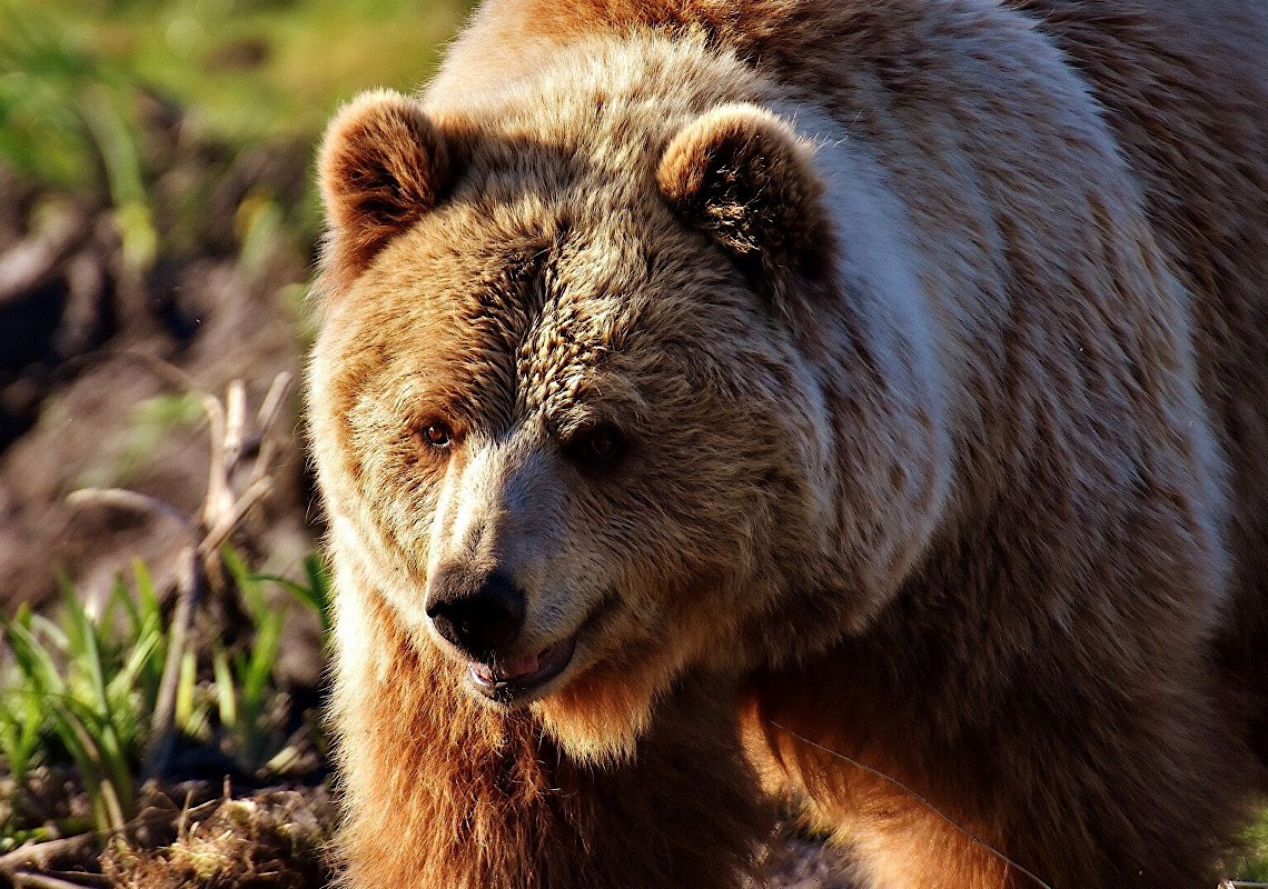 Caçador russo sobrevive a ataque de urso na Sibéria e espera por ajuda na floresta durante 20 dias