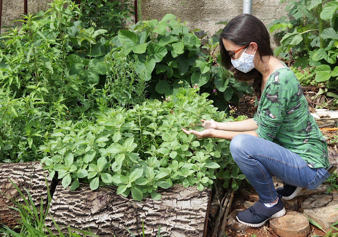 Hortos medicinais reúnem mais de 80 espécies de plantas no Distrito Federal