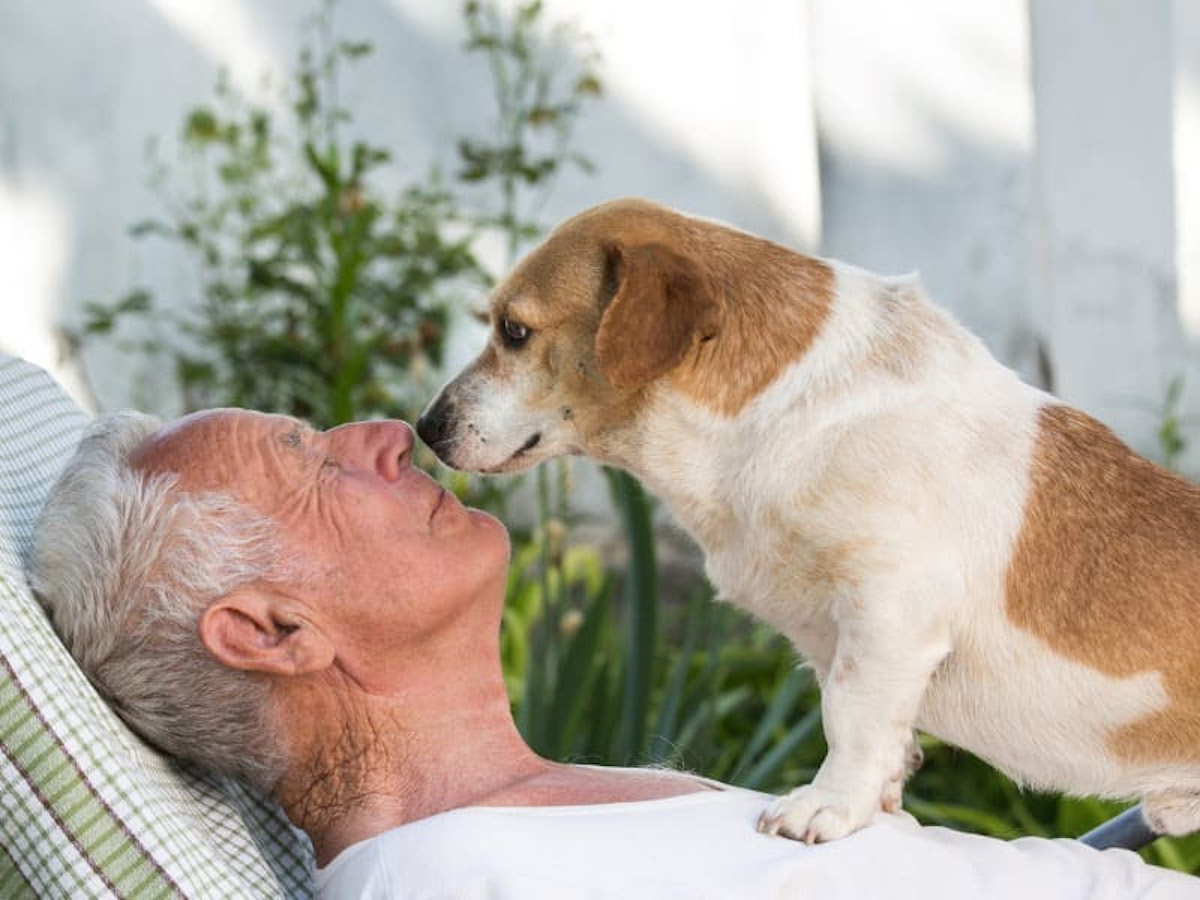 Alzheimer em animais: o que é, quais os sinais e o que fazer?