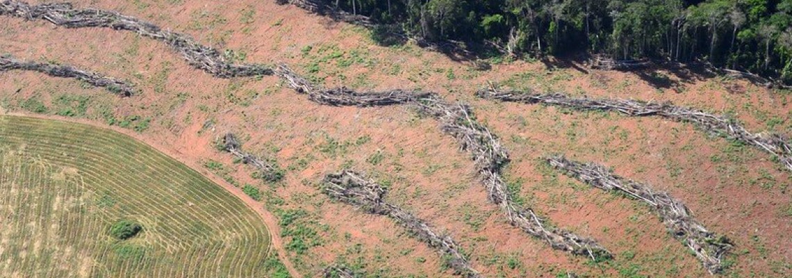 Marcas de roupa mundiais estariam relacionadas ao desmatamento na Amazônia, segundo estudo
