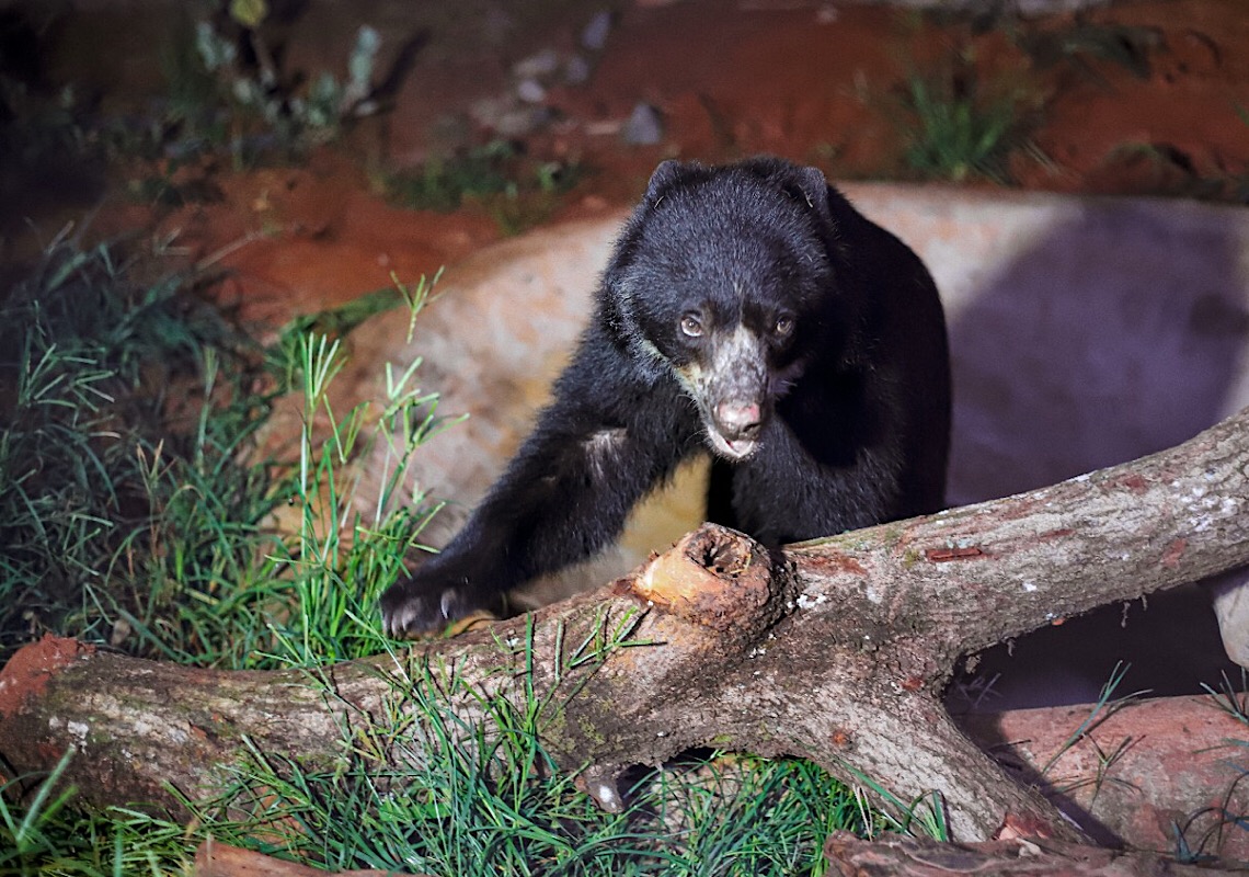 Jardim Zoológico de Brasília recebe ursa ameaçada de extinção