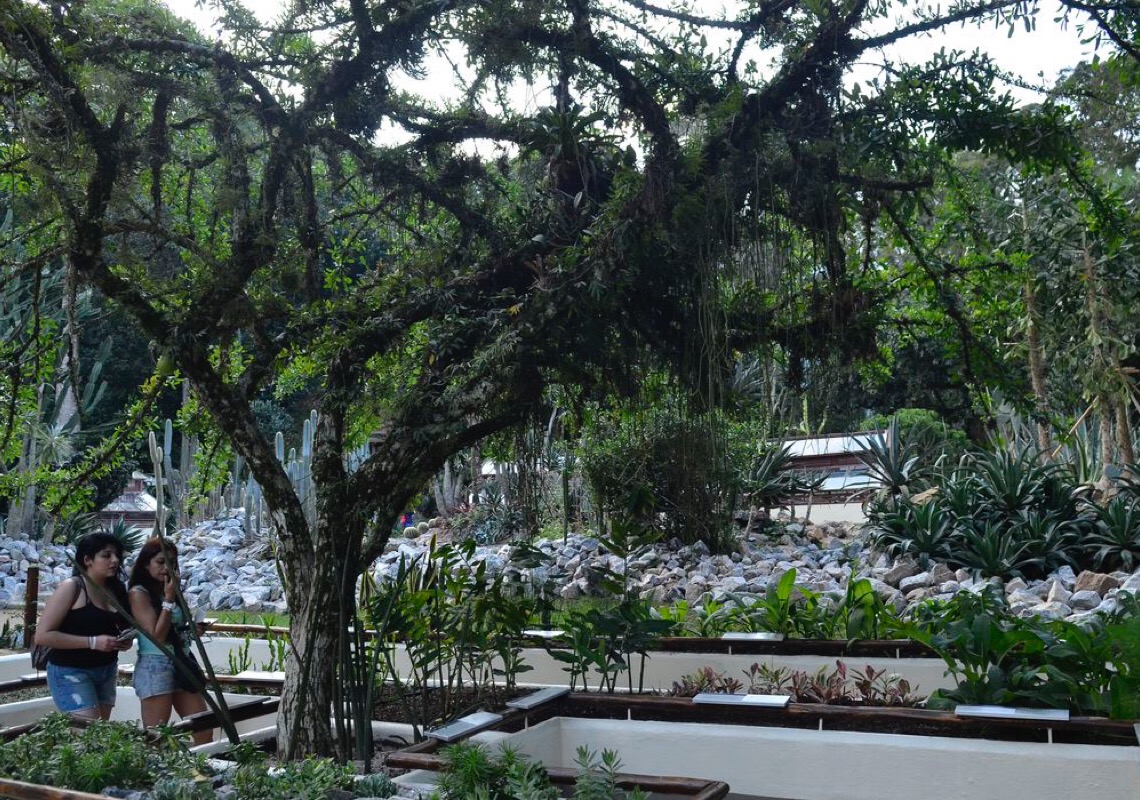Jardim Botânico do Rio de Janeiro realiza a Semana do Bioma Pampa